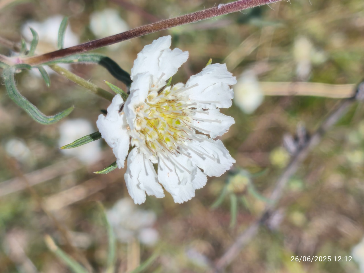 Lomelosia argentea
