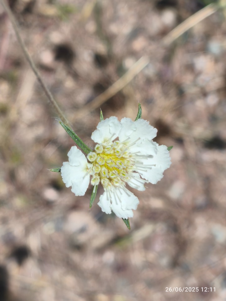 Lomelosia argentea