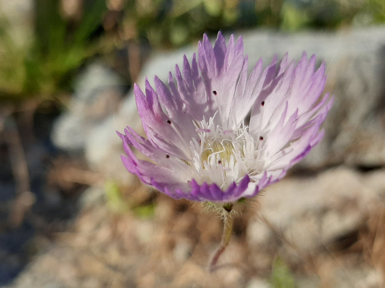 Lomelosia calocephala