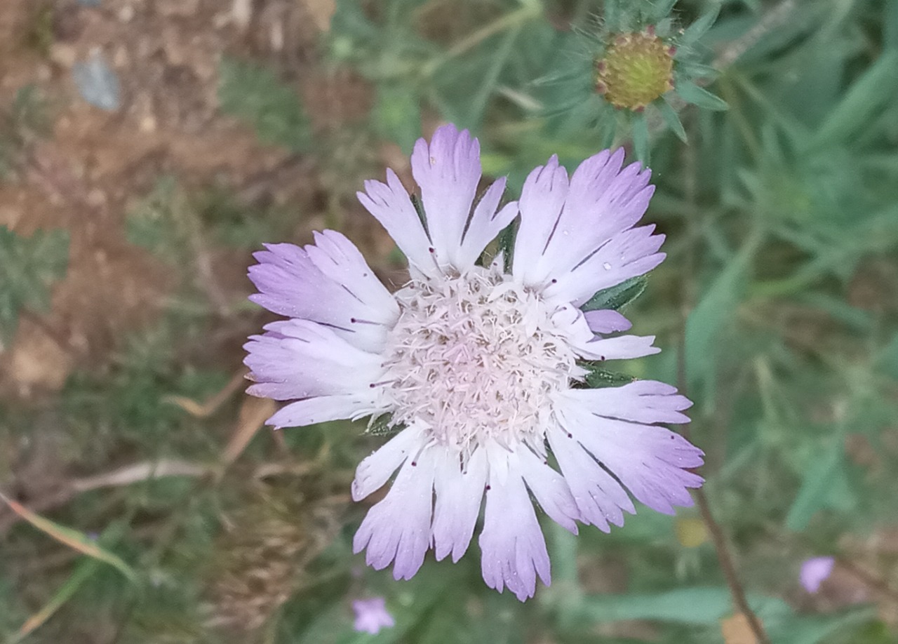 Lomelosia calocephala