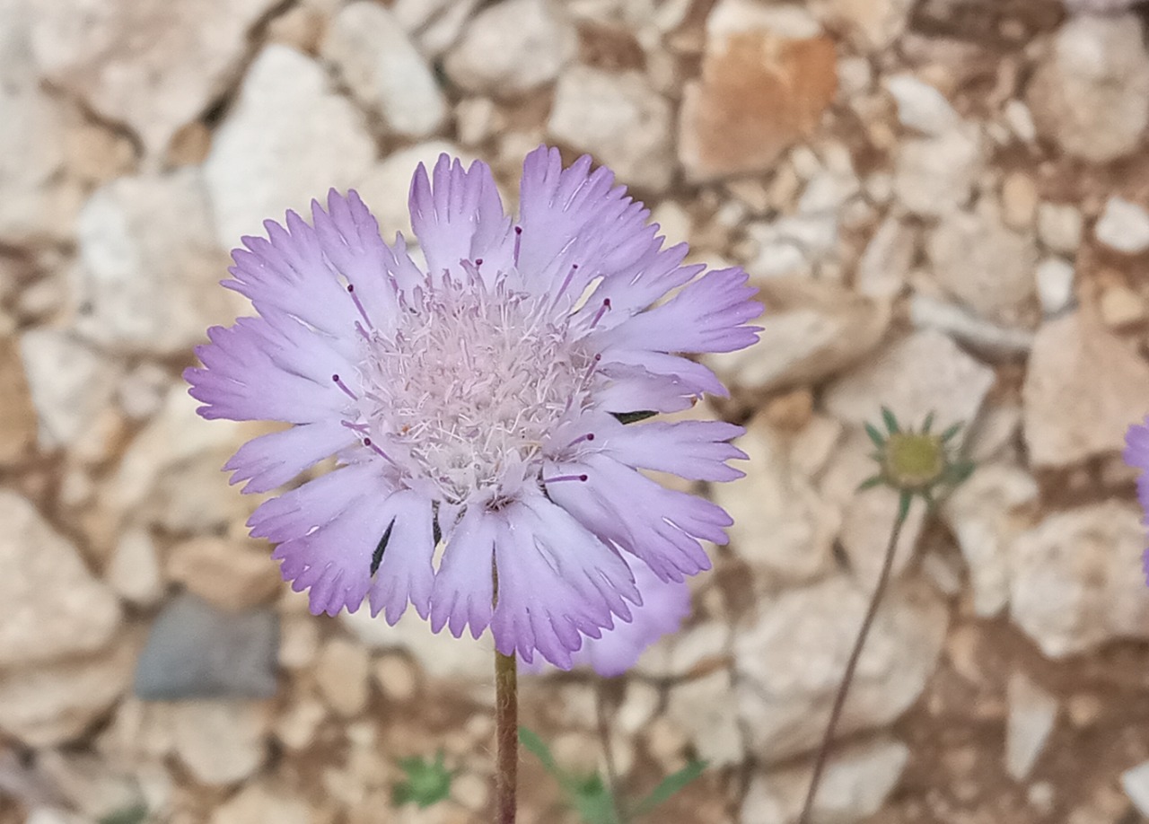 Lomelosia calocephala