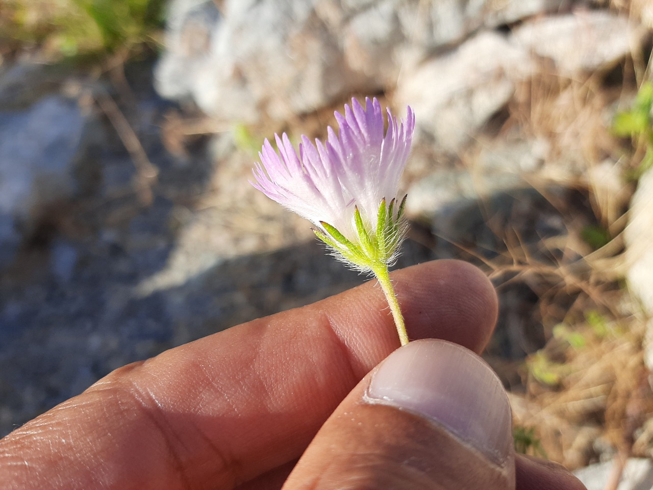 Lomelosia calocephala