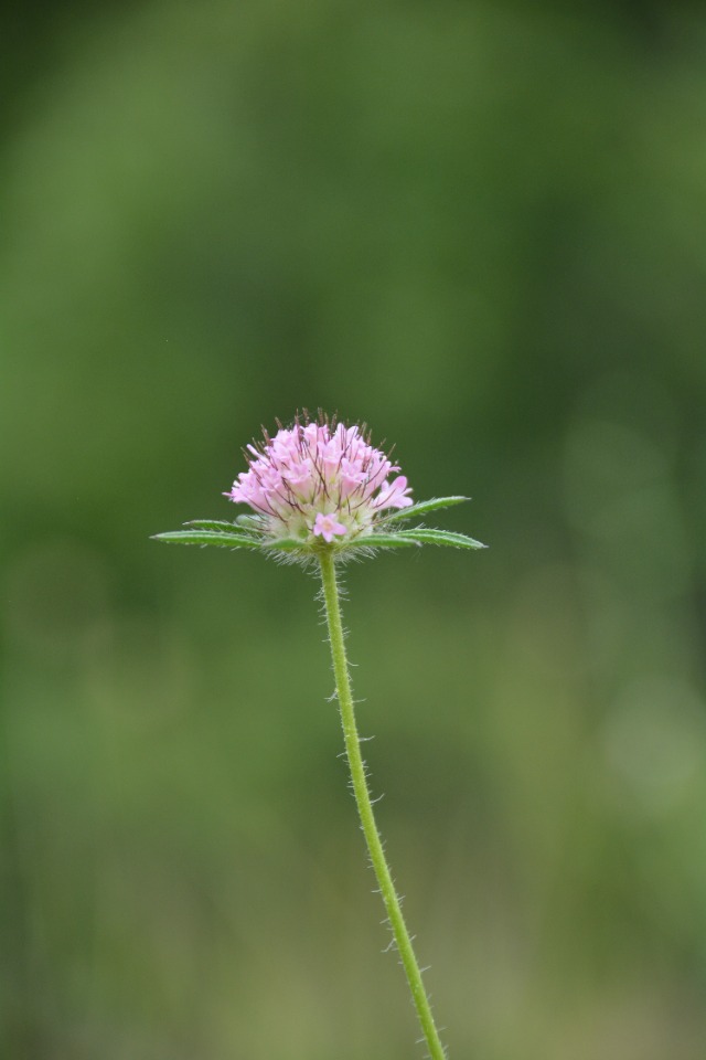 Lomelosia micrantha