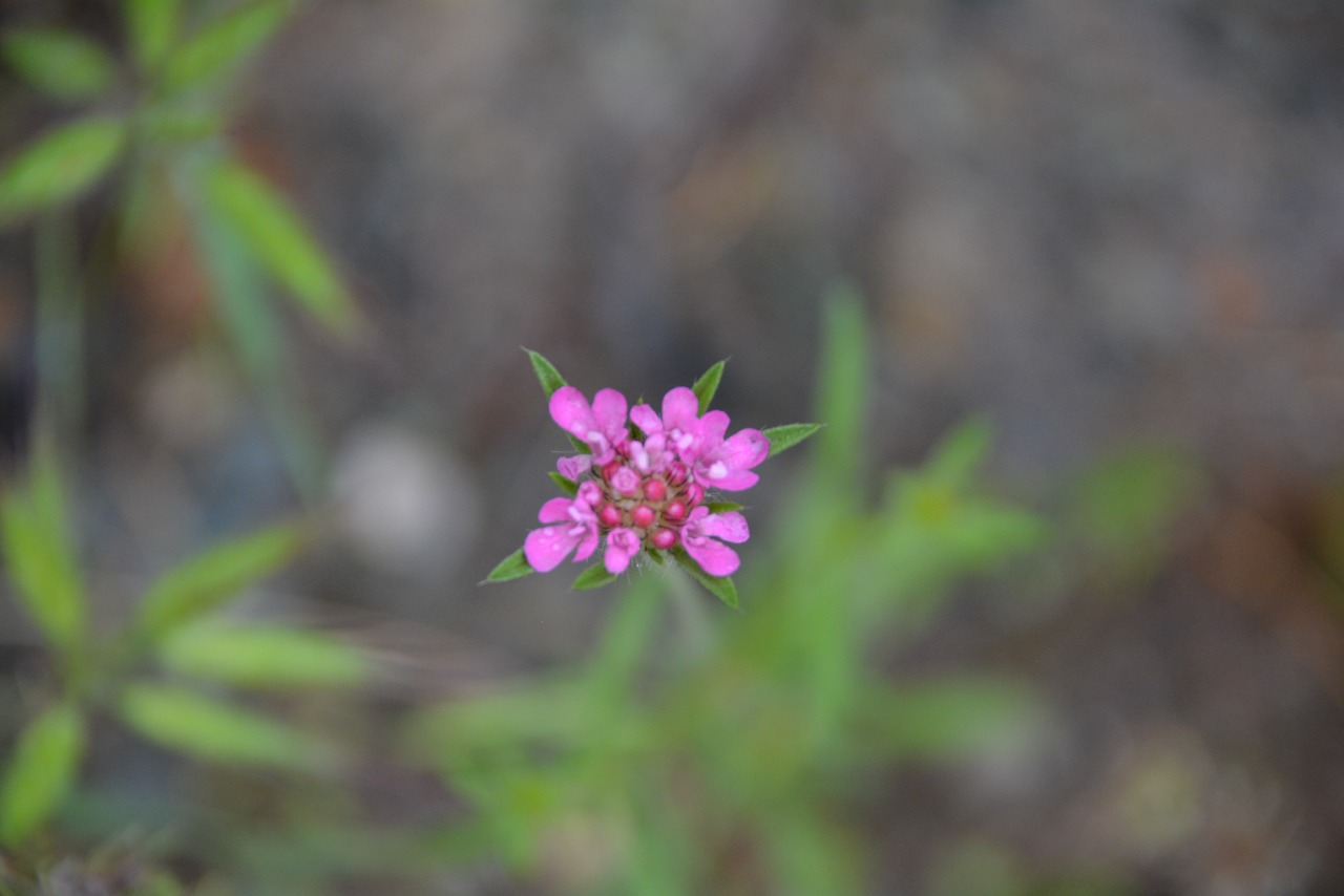 Lomelosia micrantha