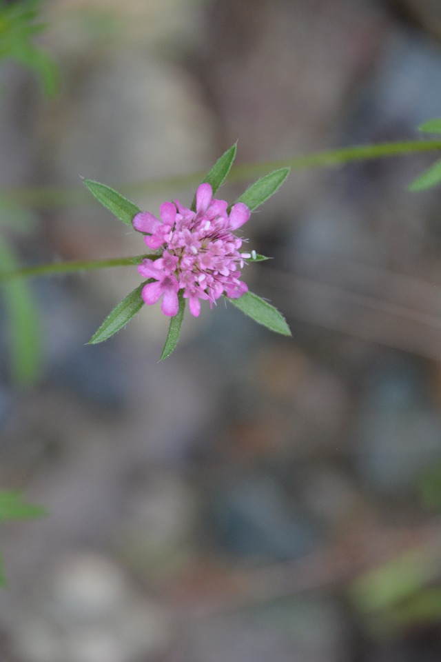 Lomelosia micrantha