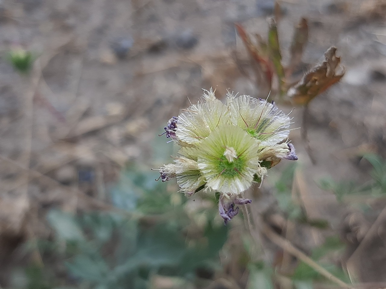 Lomelosia persica