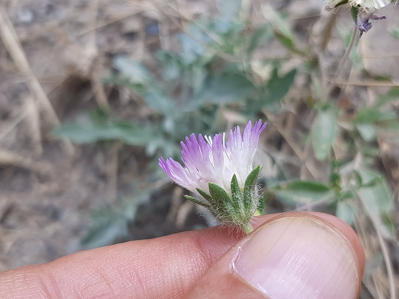 Lomelosia persica