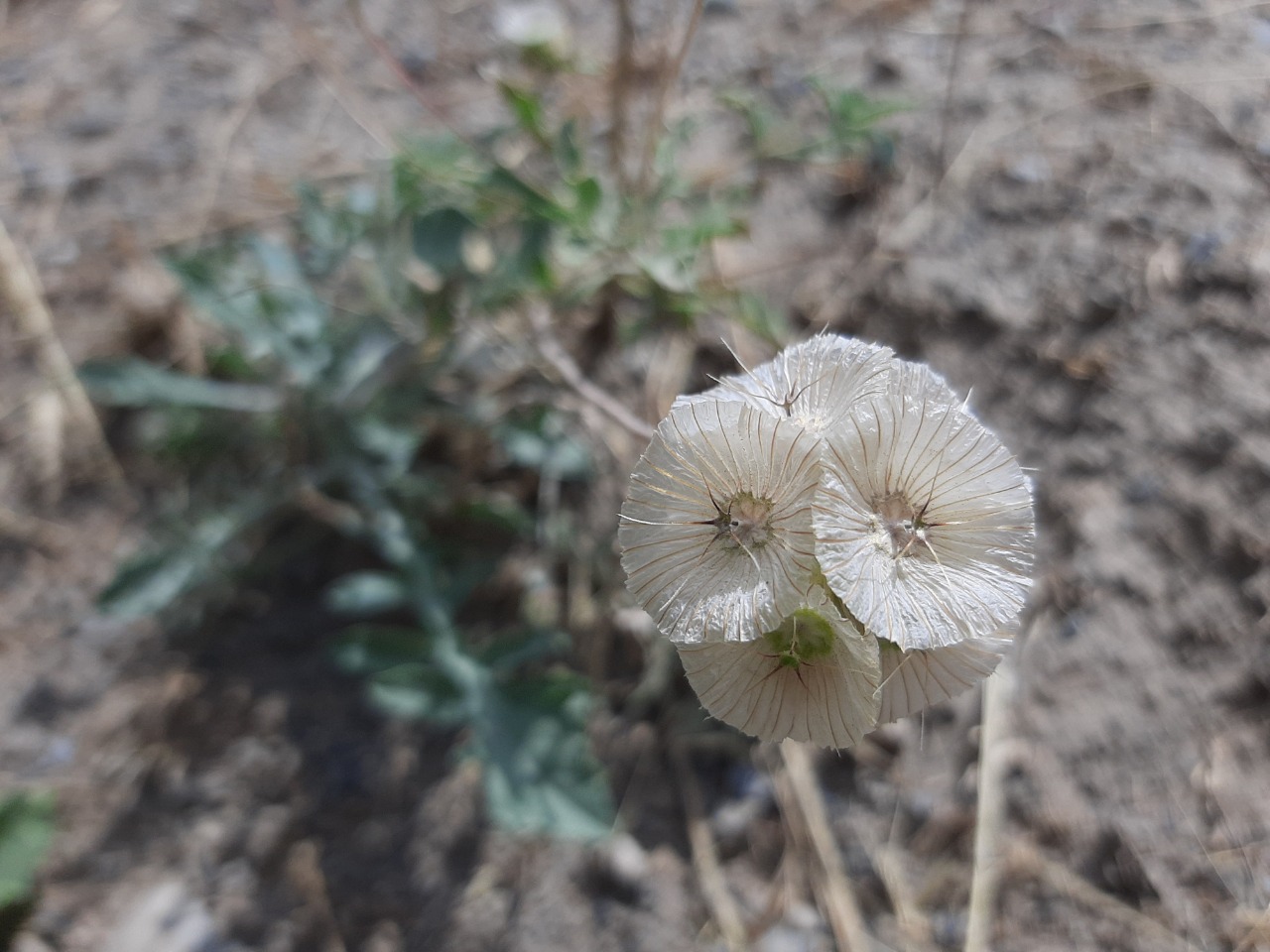 Lomelosia persica