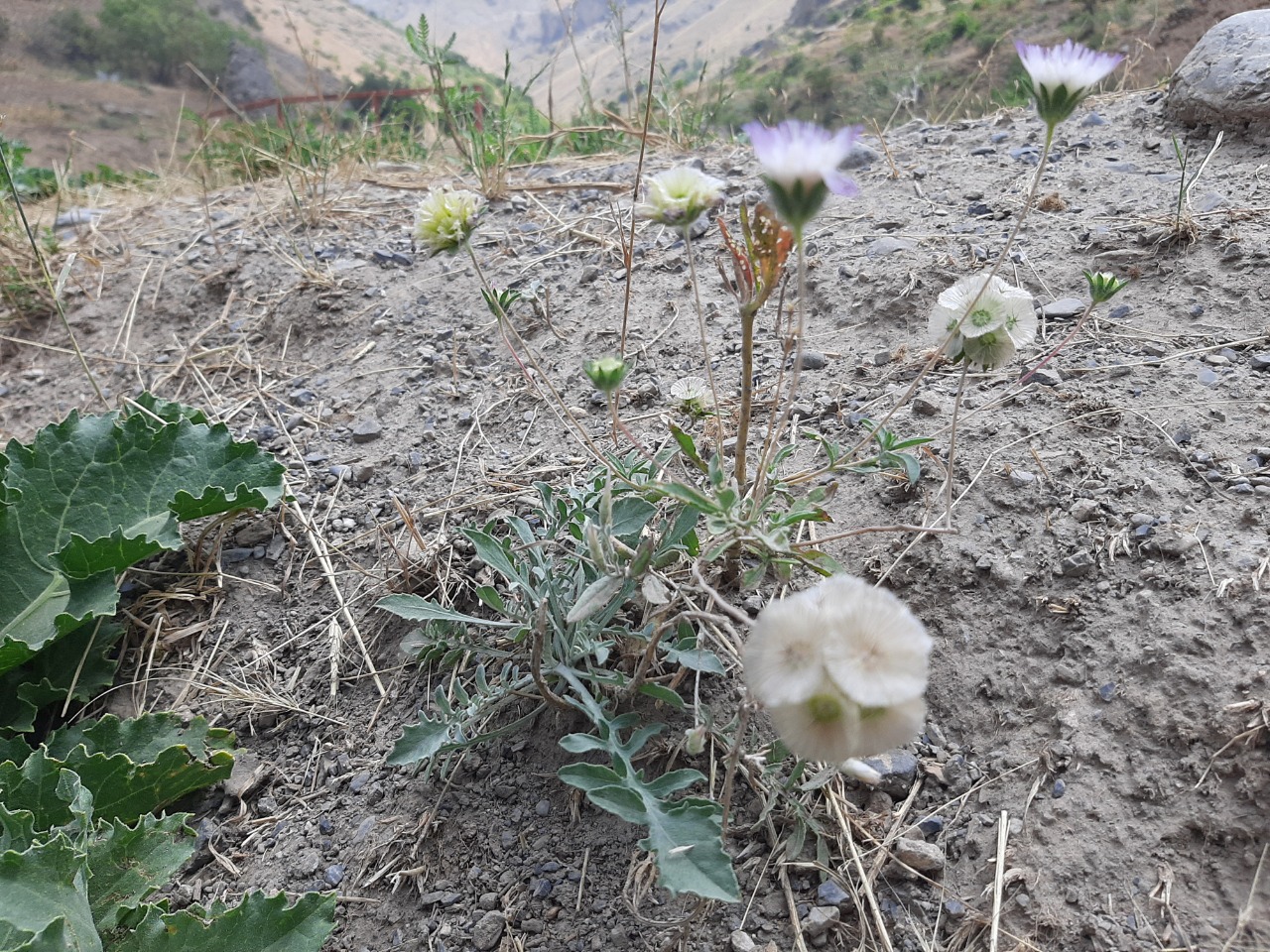 Lomelosia persica