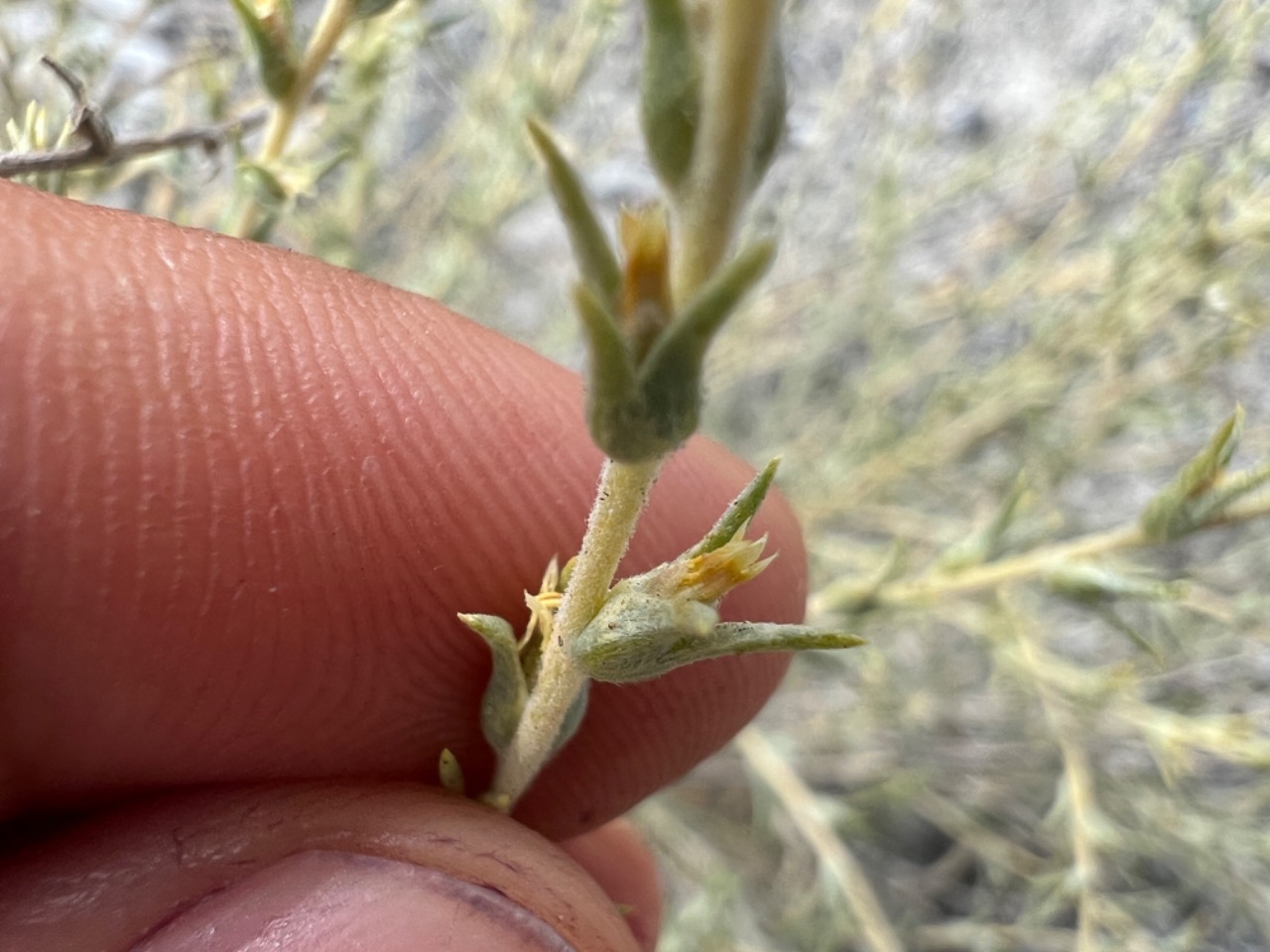 Salsola turcica