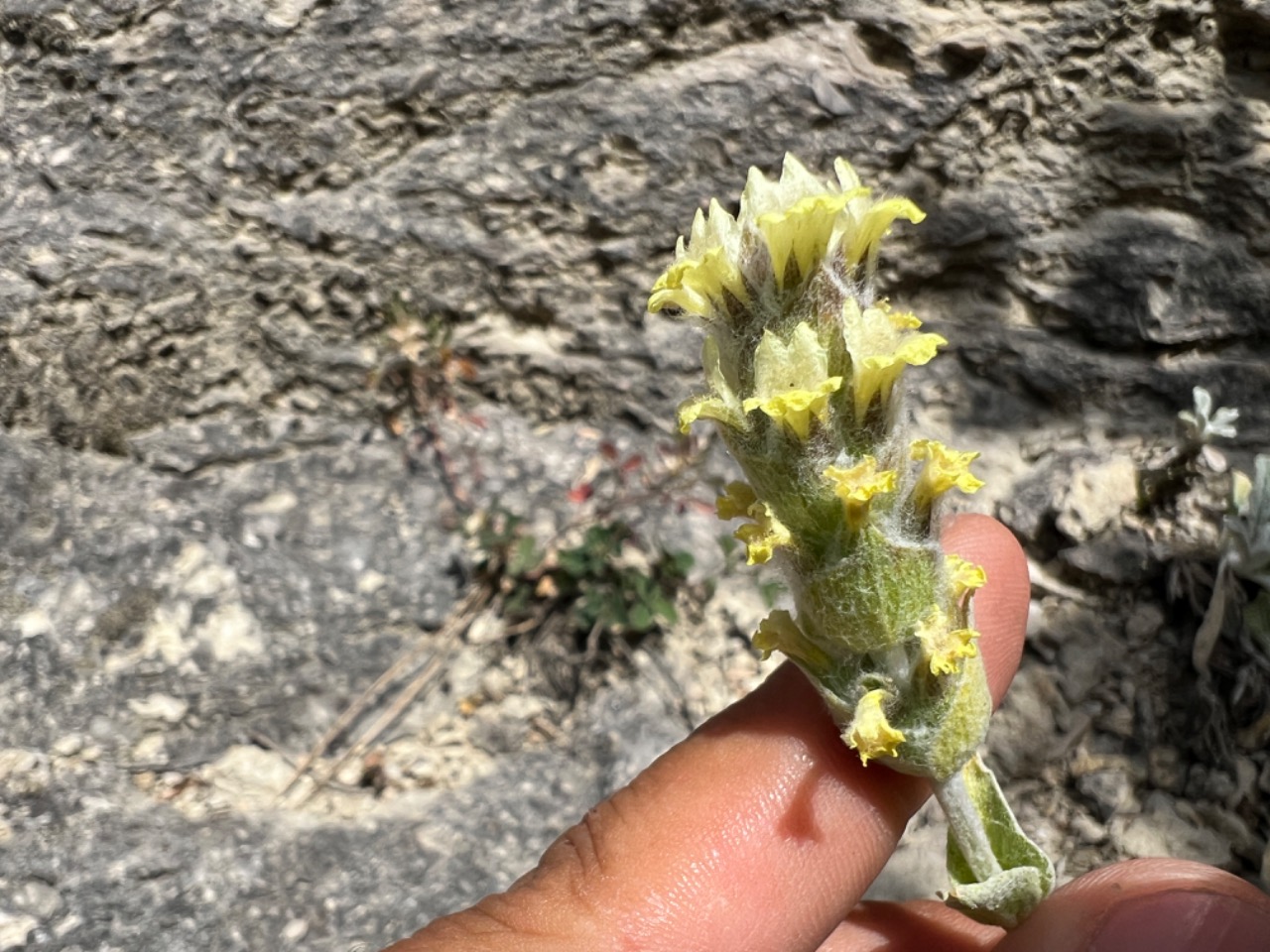 Sideritis germanicopolitana