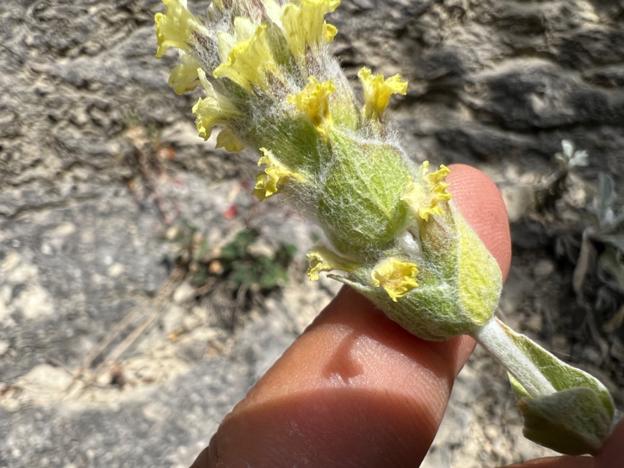 Sideritis germanicopolitana