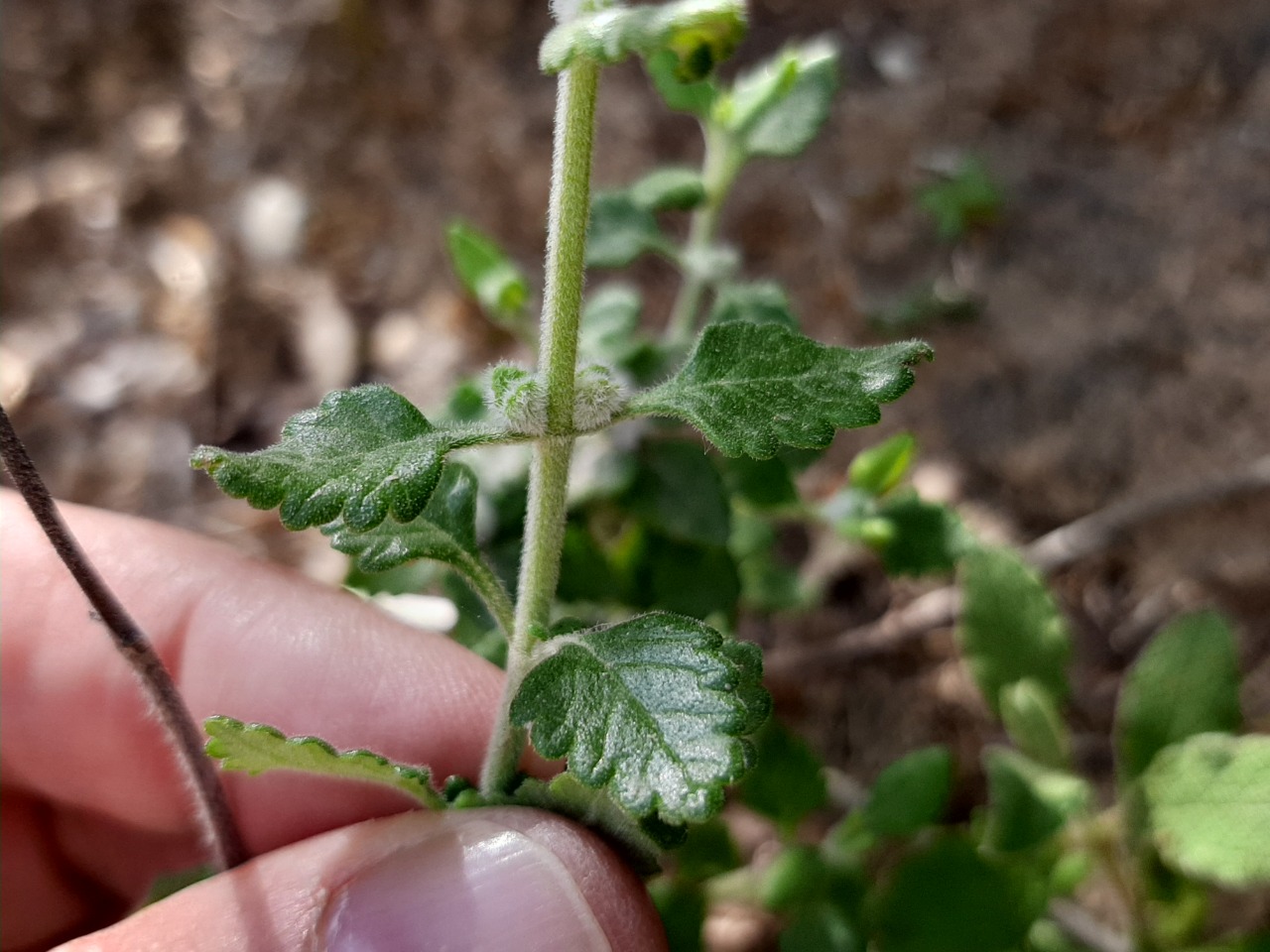 Teucrium divaricatum subsp. divaricatum