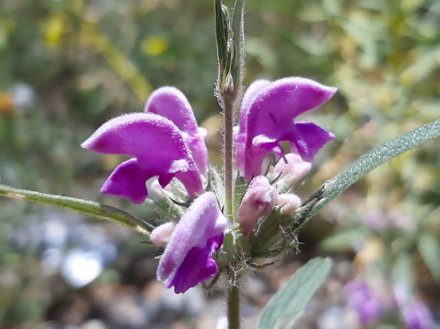 Phlomis integrifolia