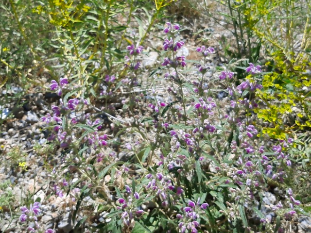 Phlomis integrifolia