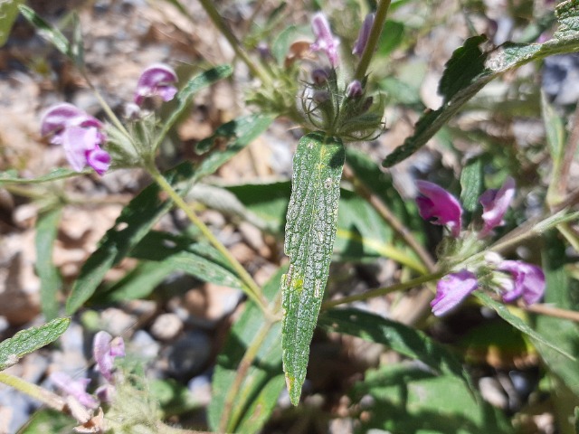 Phlomis integrifolia