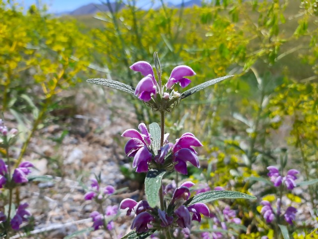 Phlomis integrifolia