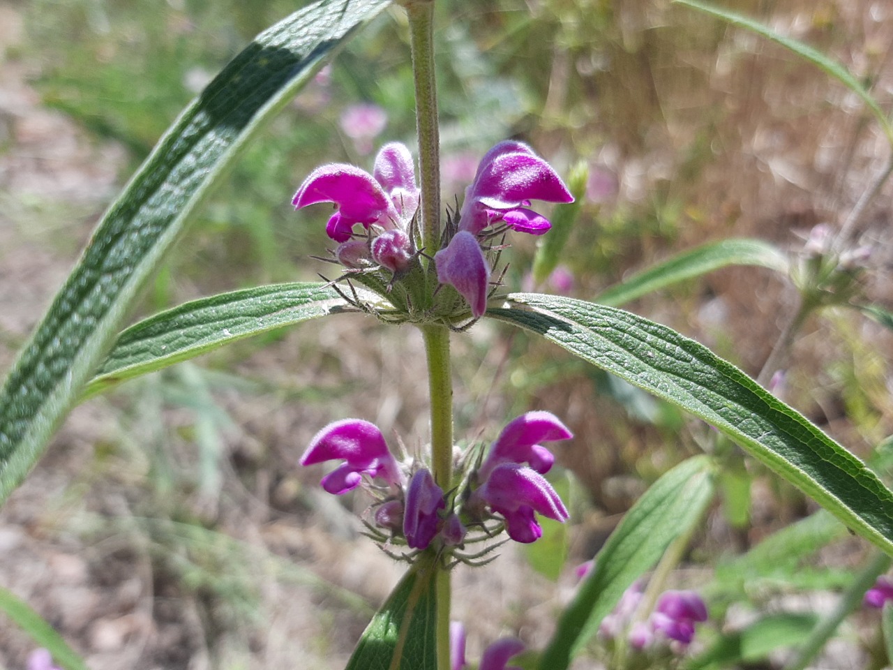 Phlomis integrifolia