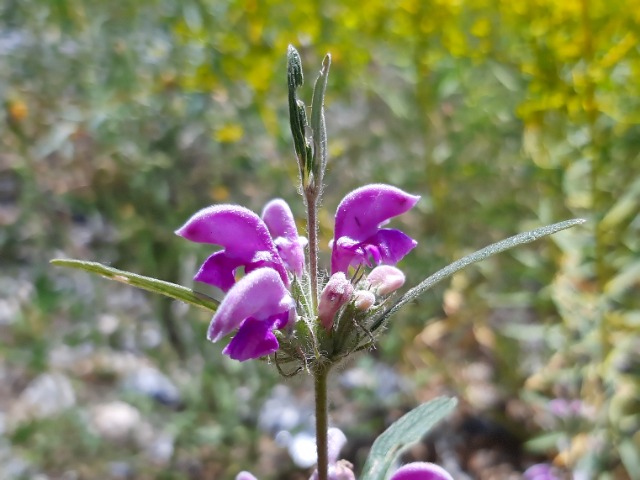 Phlomis integrifolia