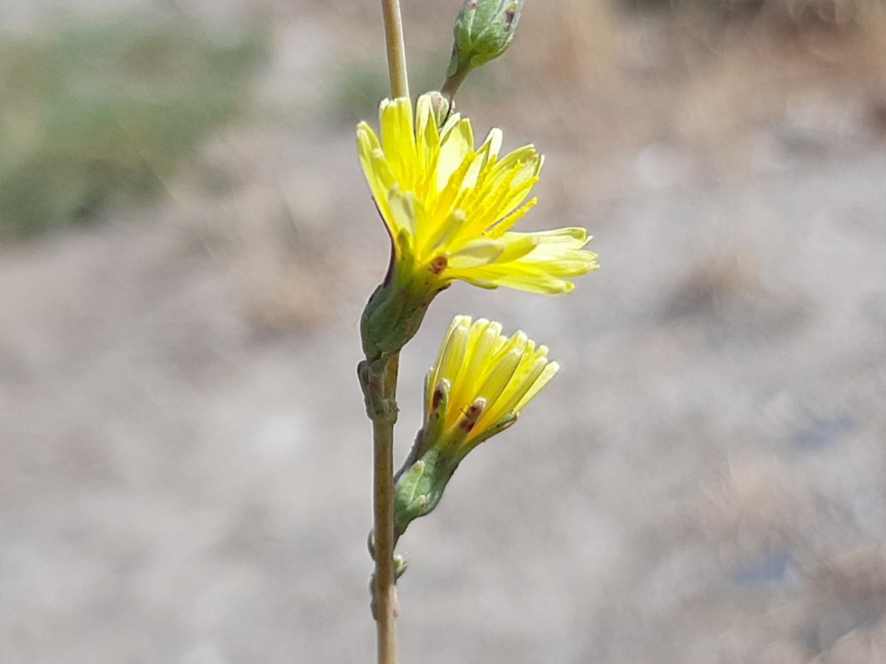 Sonchus erzincanicus