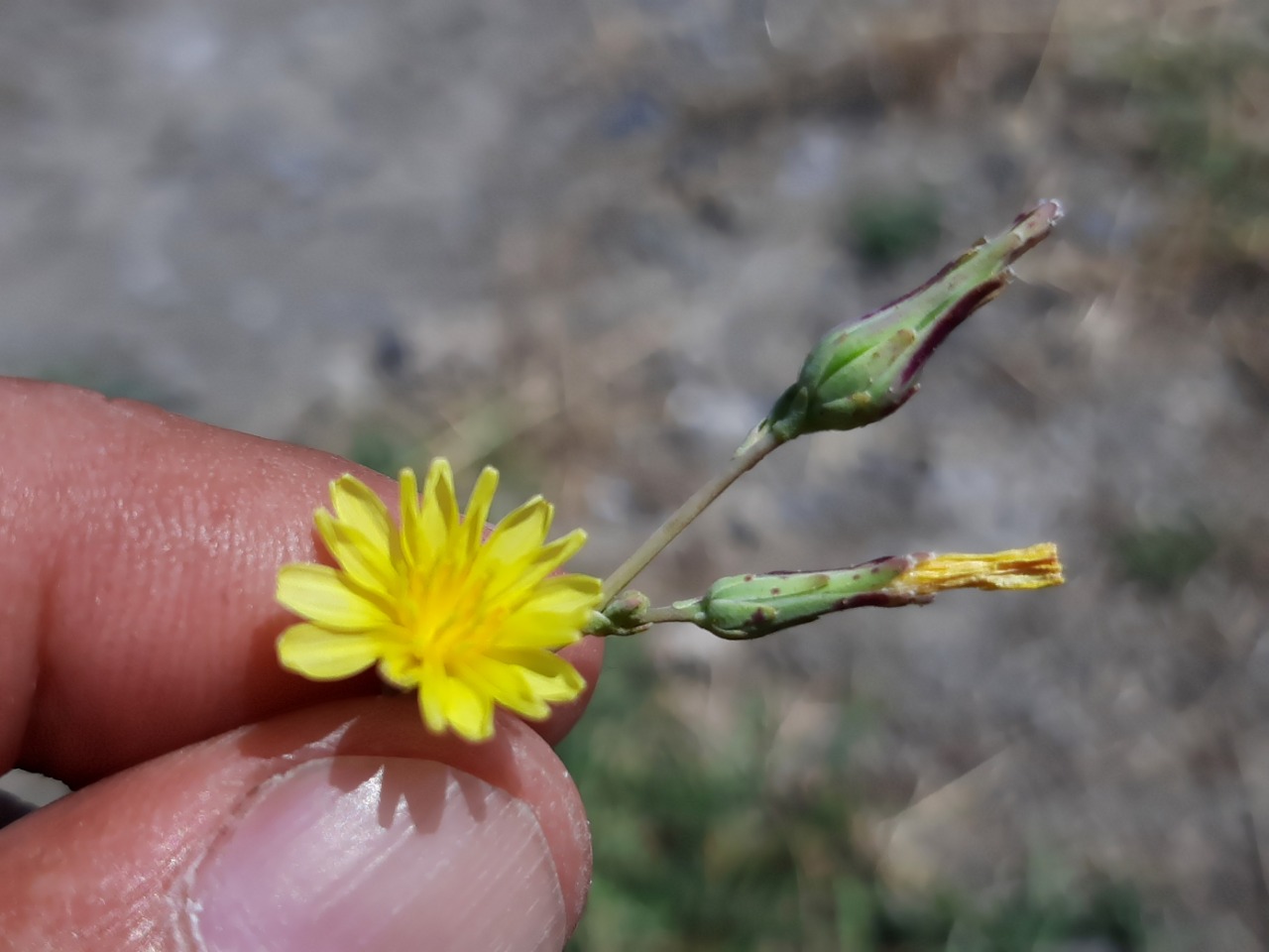 Sonchus erzincanicus