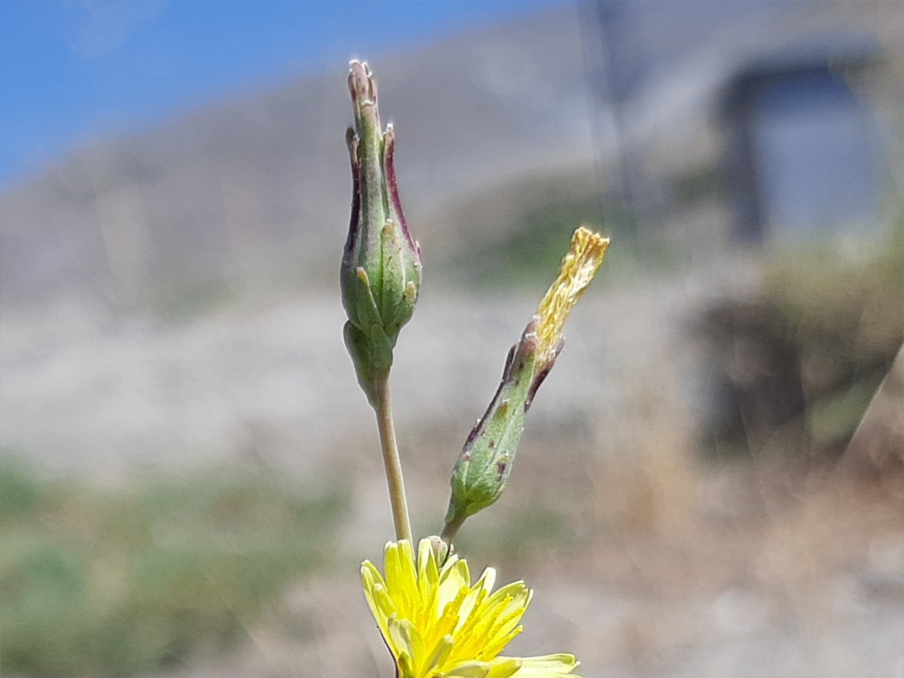 Sonchus erzincanicus