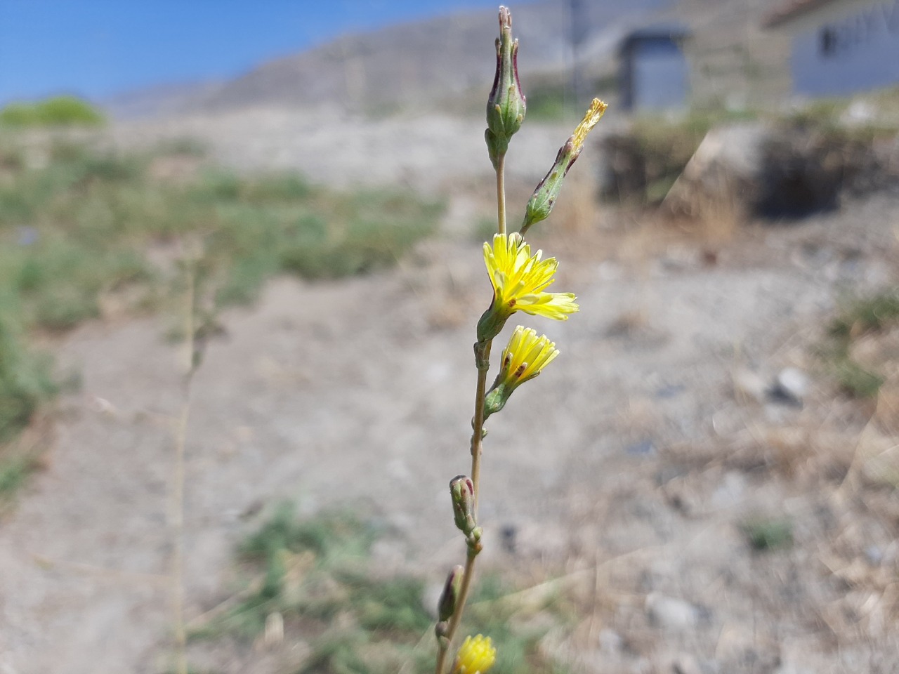 Sonchus erzincanicus