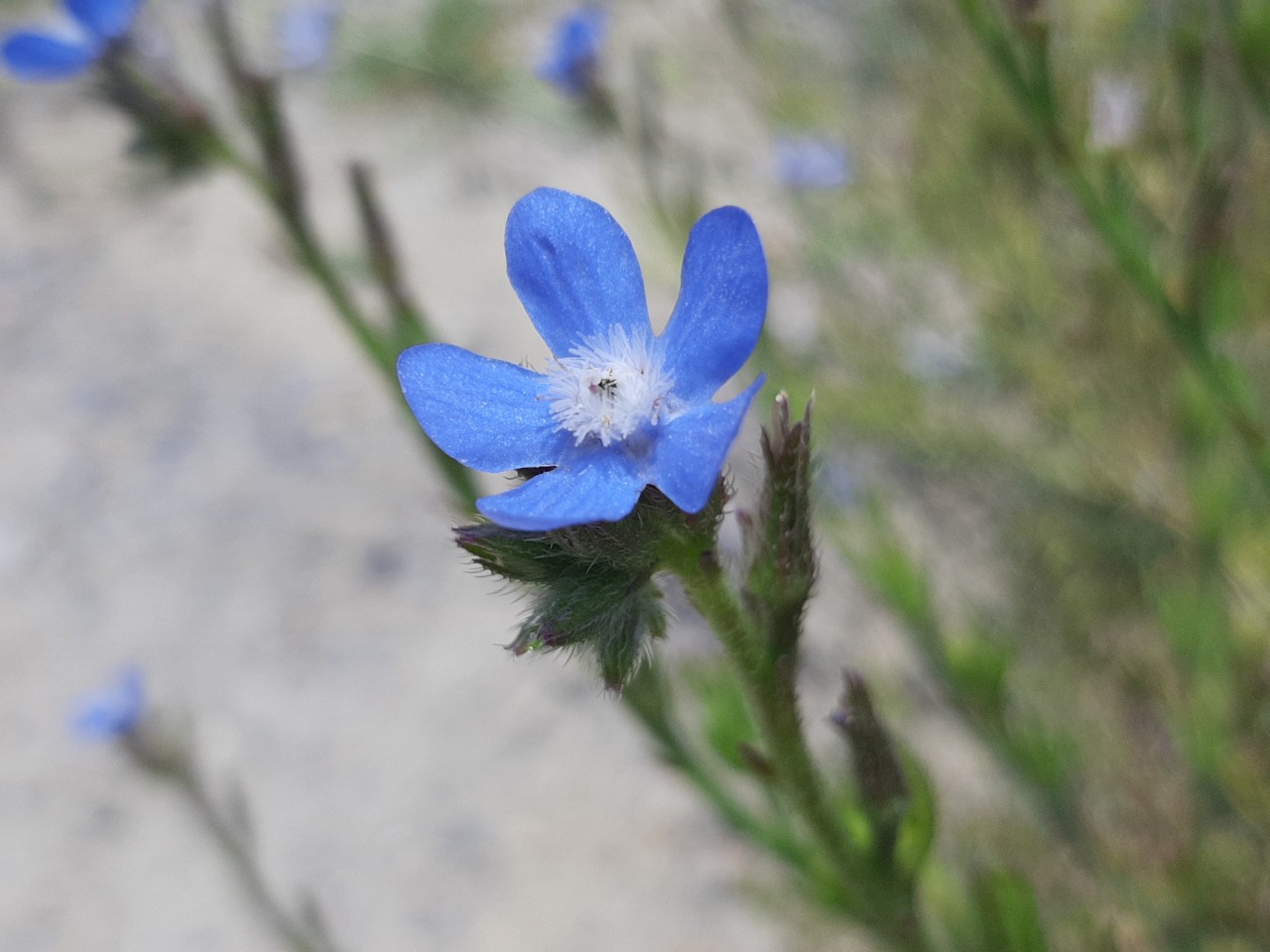 Anchusa azurea var. macrocarpa