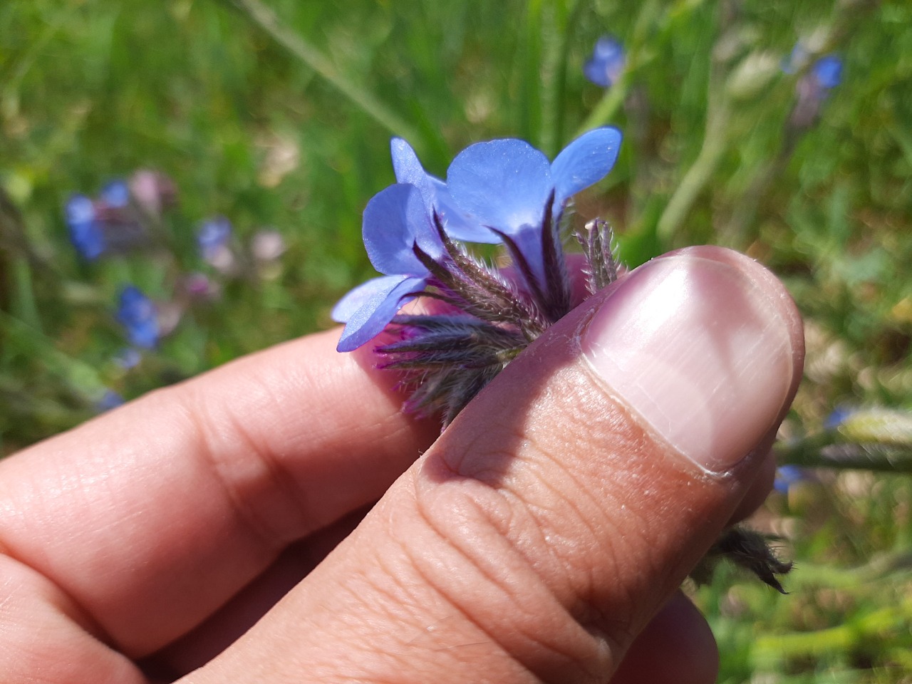 Anchusa azurea var. macrocarpa