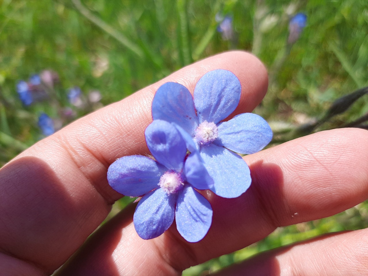 Anchusa azurea var. macrocarpa