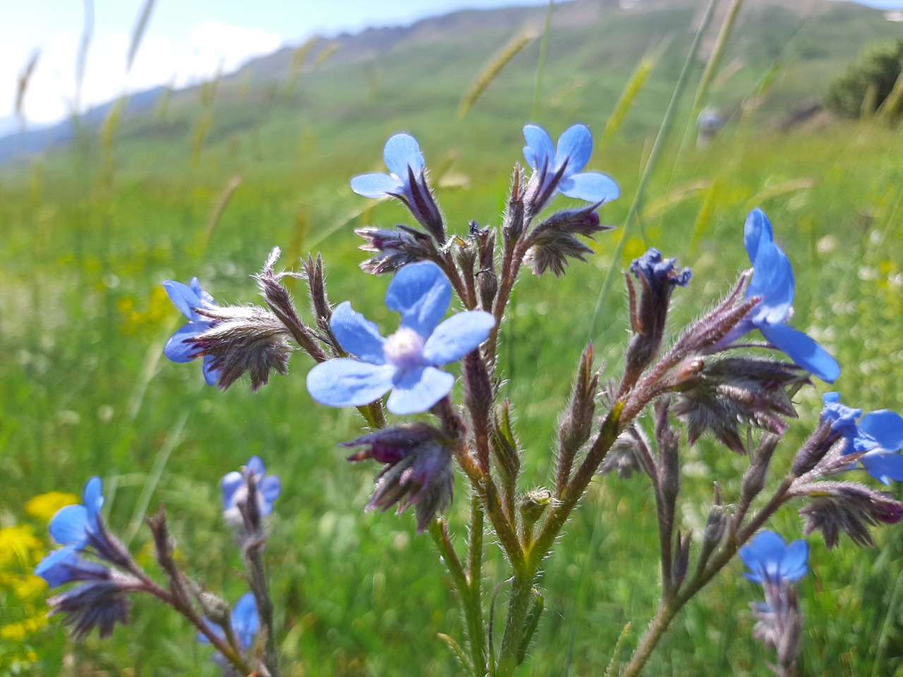 Anchusa azurea var. macrocarpa