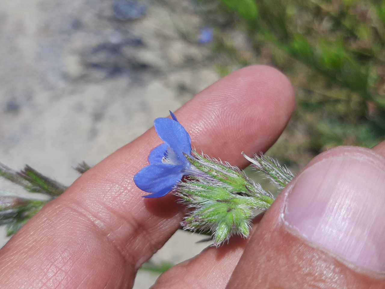 Anchusa azurea var. macrocarpa