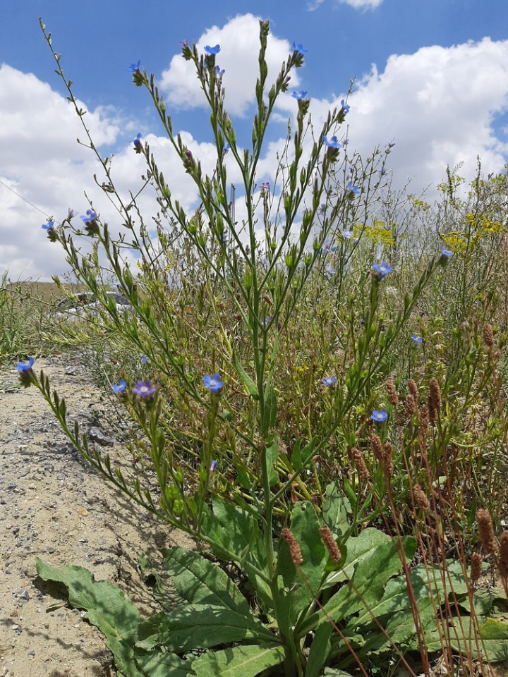 Anchusa azurea var. macrocarpa