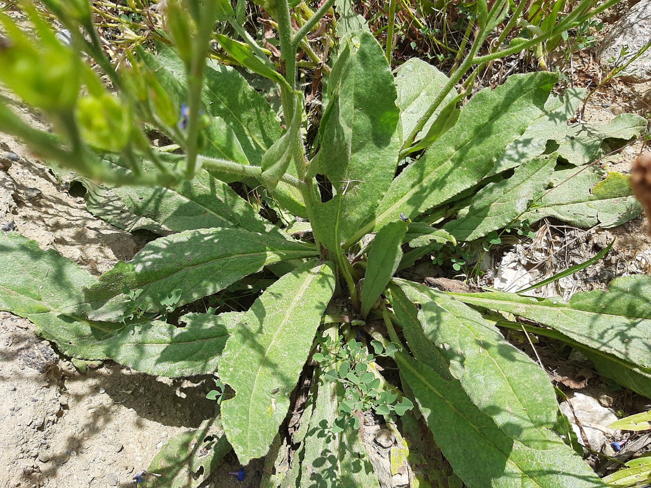 Anchusa azurea var. macrocarpa