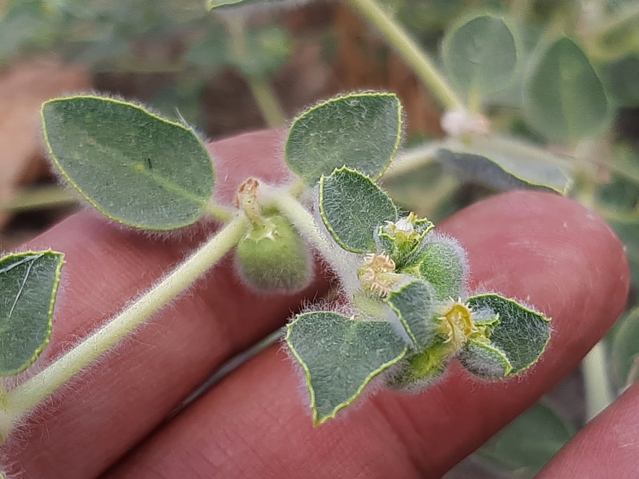 Euphorbia petiolata