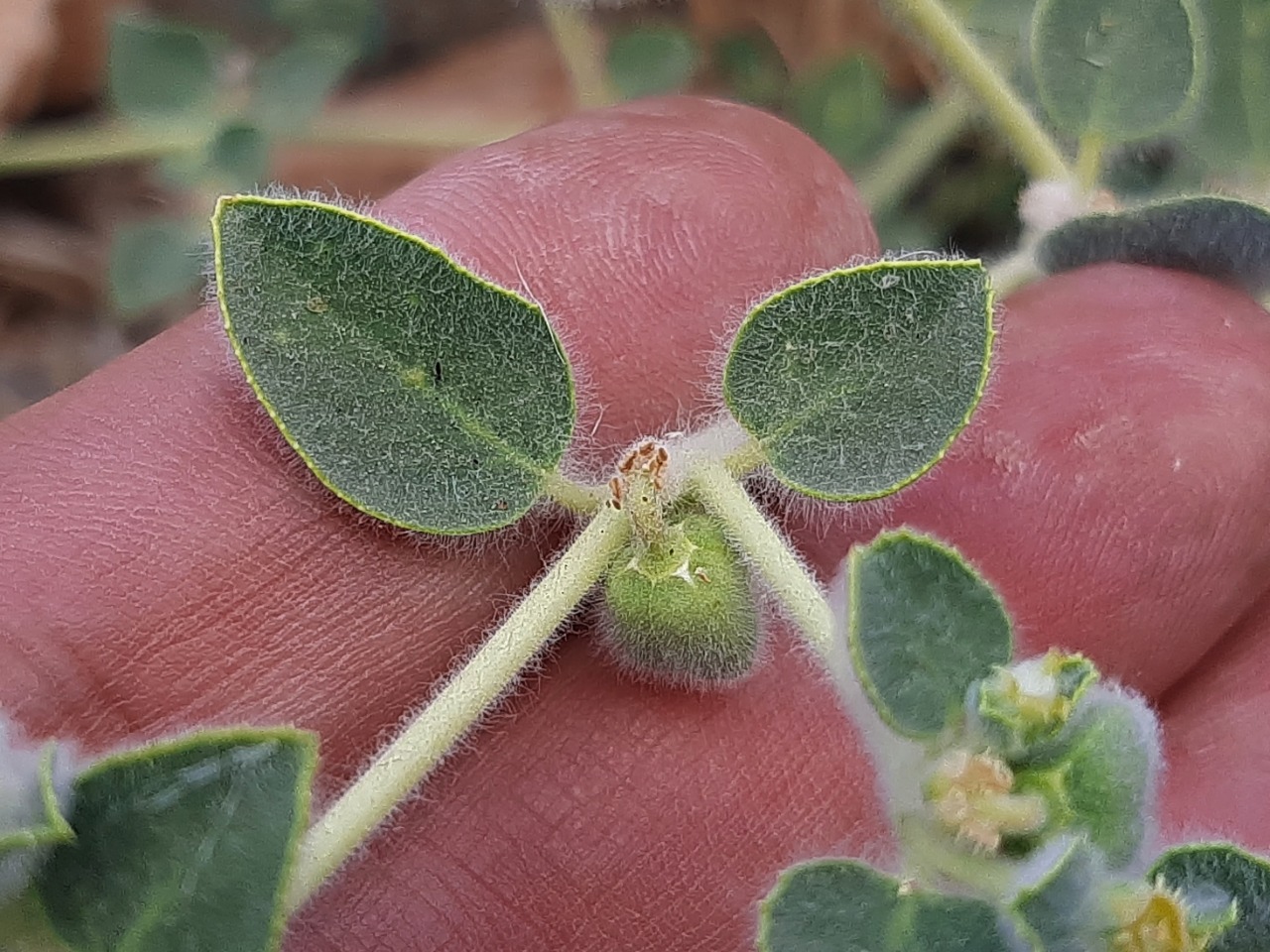 Euphorbia petiolata