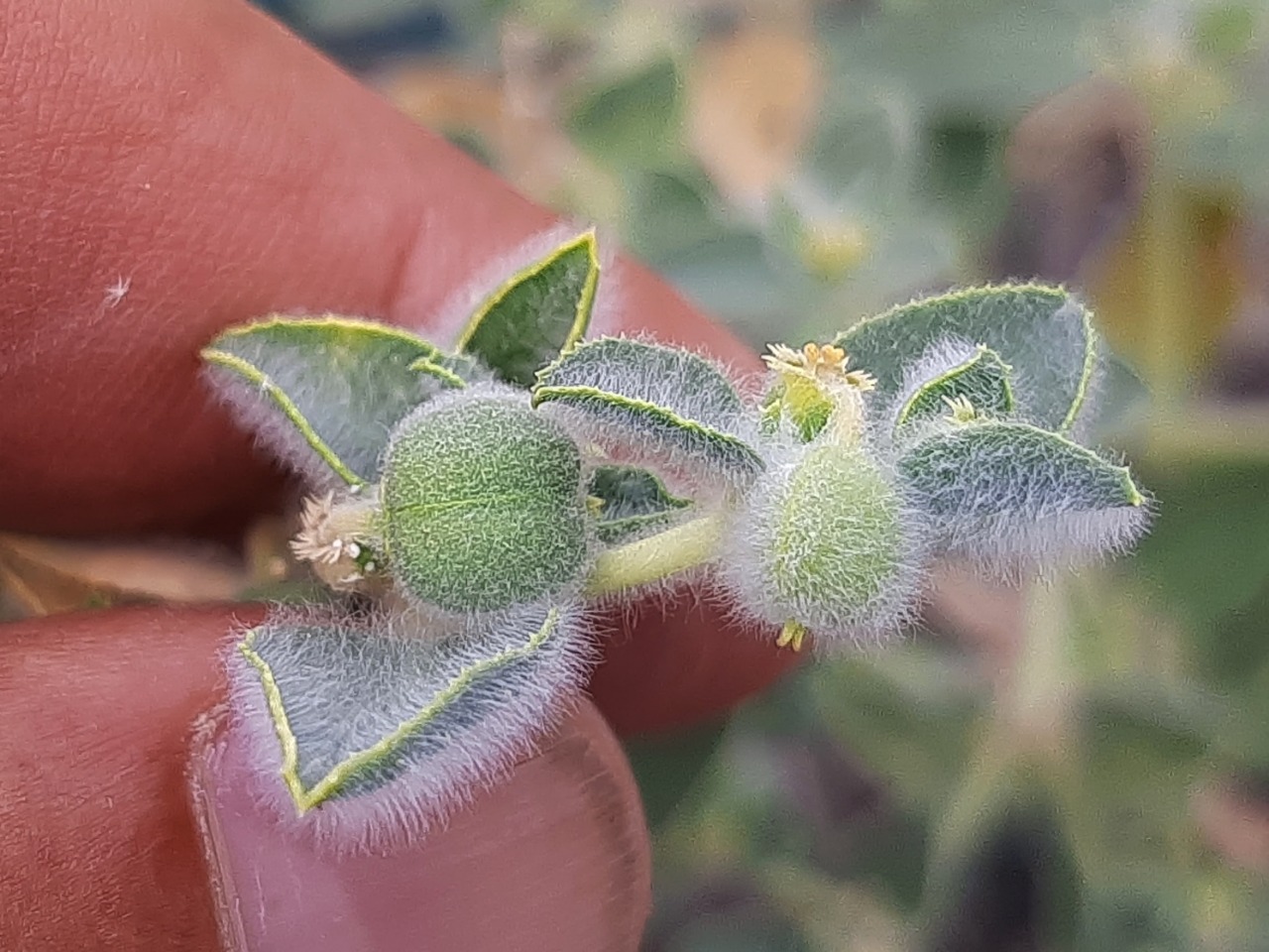 Euphorbia petiolata