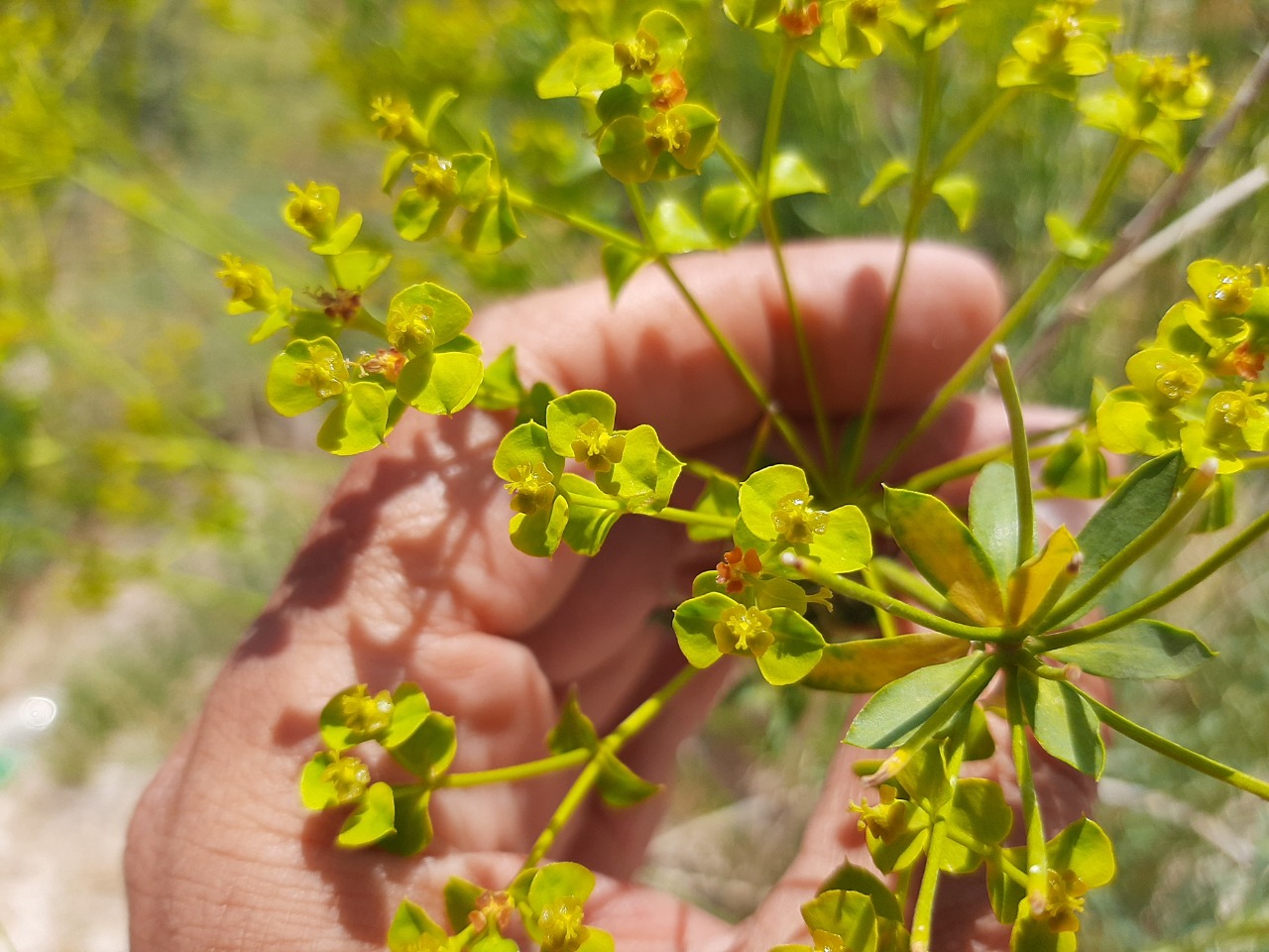 Euphorbia seguieriana