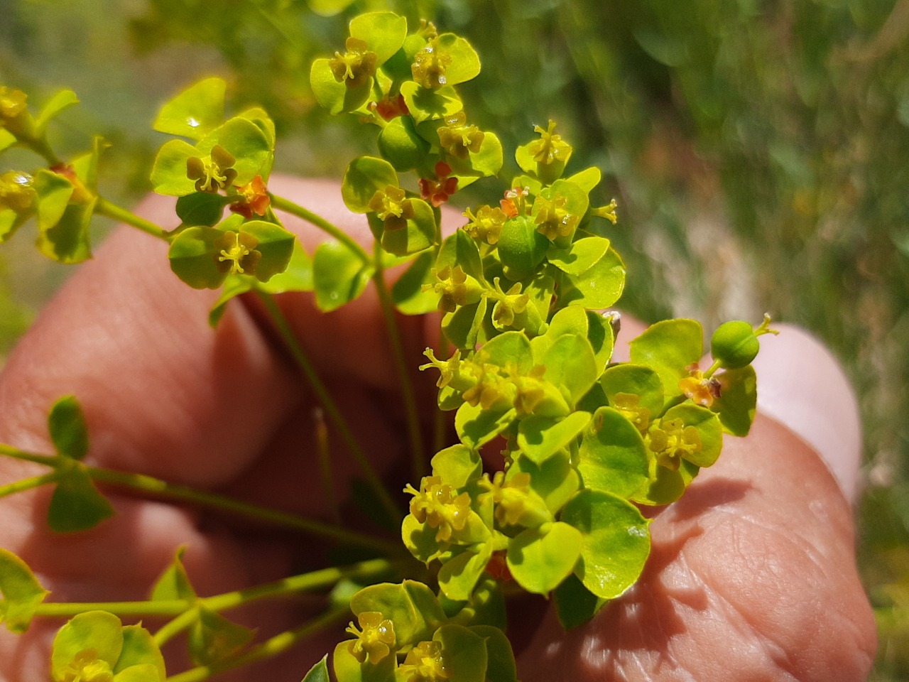 Euphorbia seguieriana