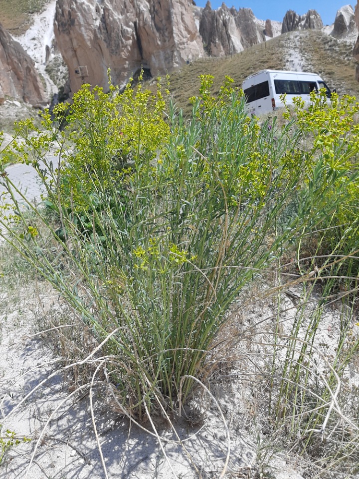 Euphorbia seguieriana