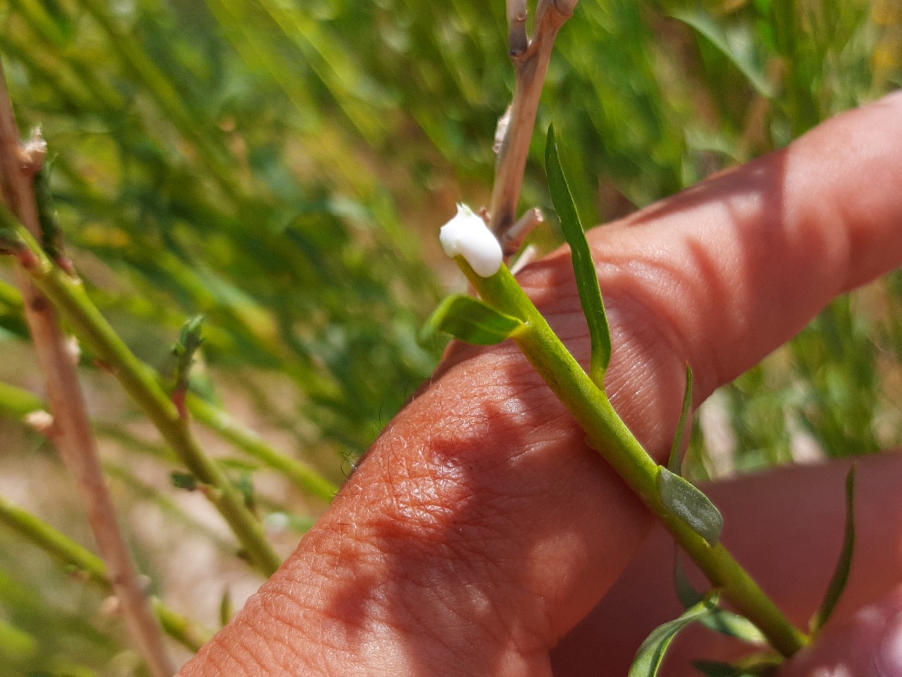 Euphorbia seguieriana