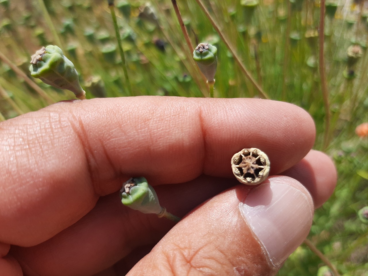 Papaver fugax