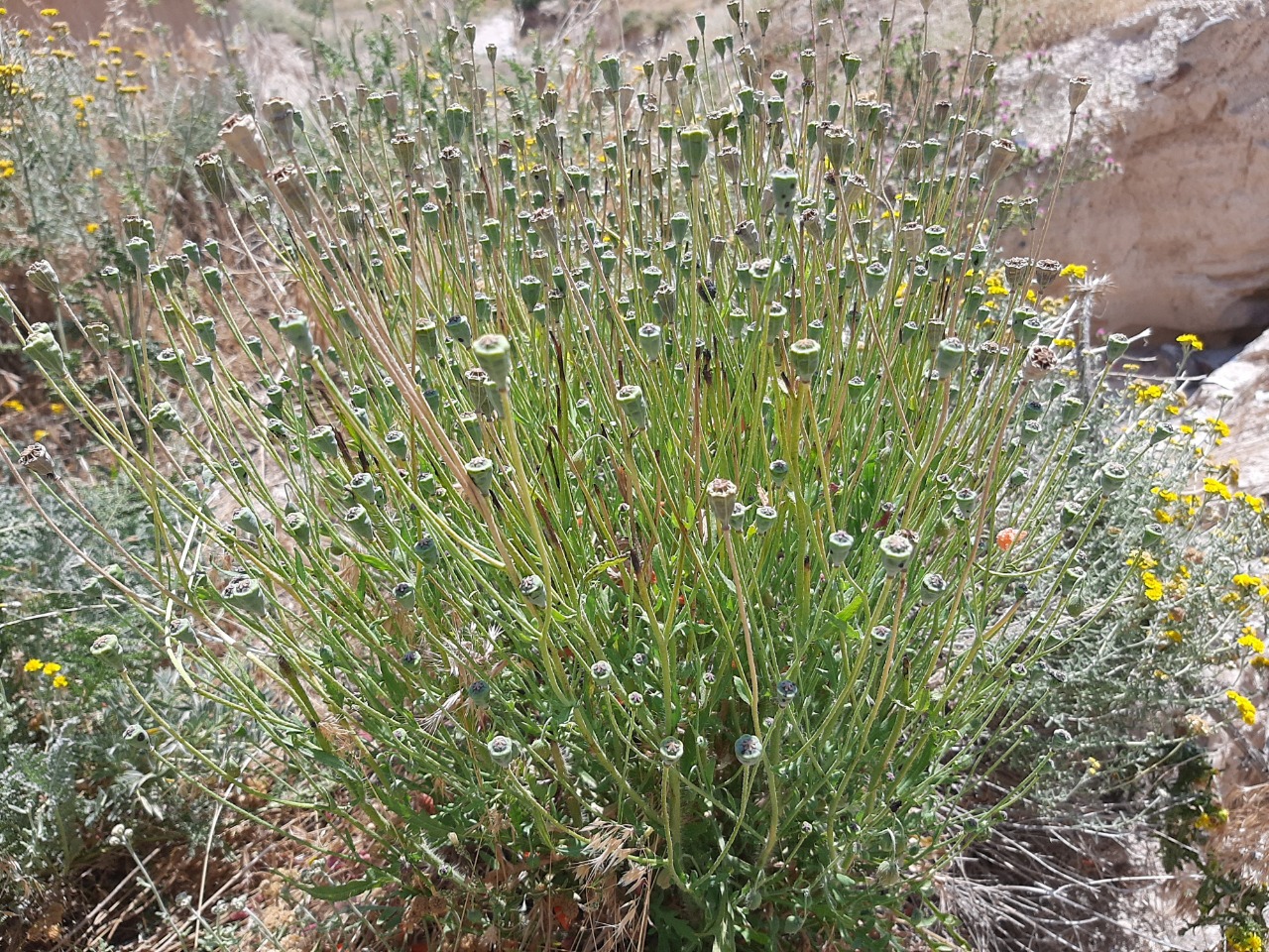 Papaver fugax