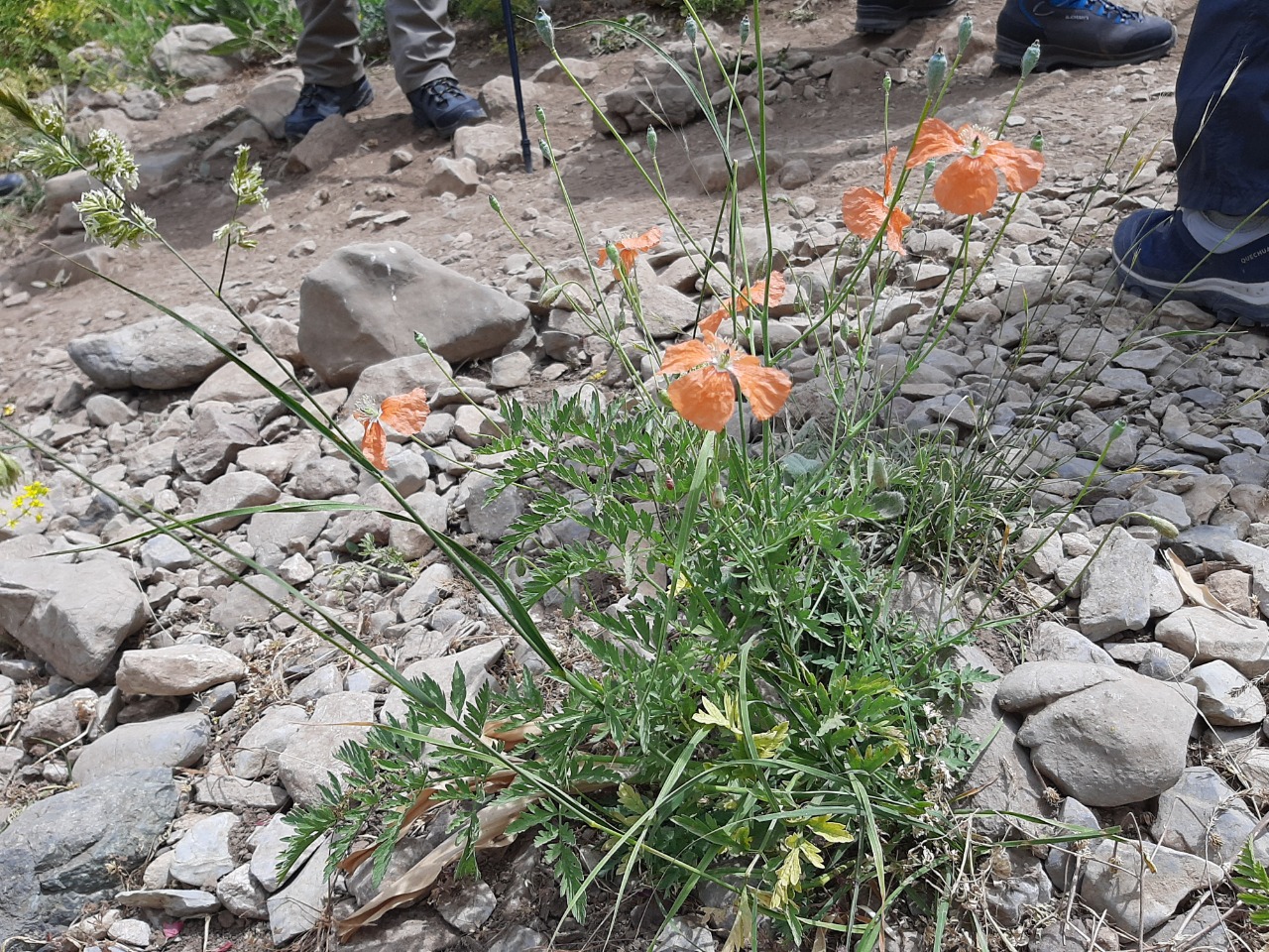 Papaver fugax var. platydiscus