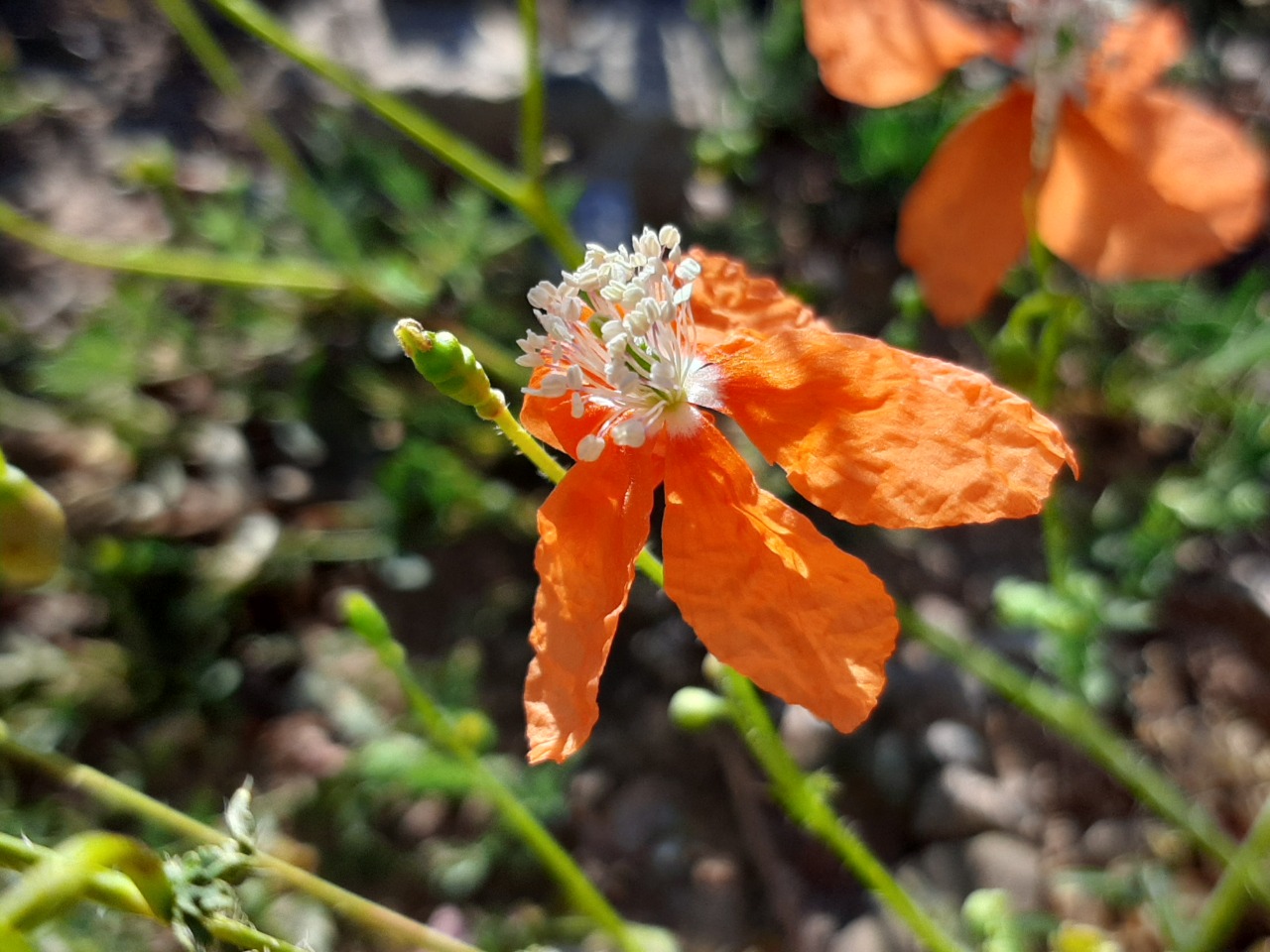 Papaver fugax var. platydiscus