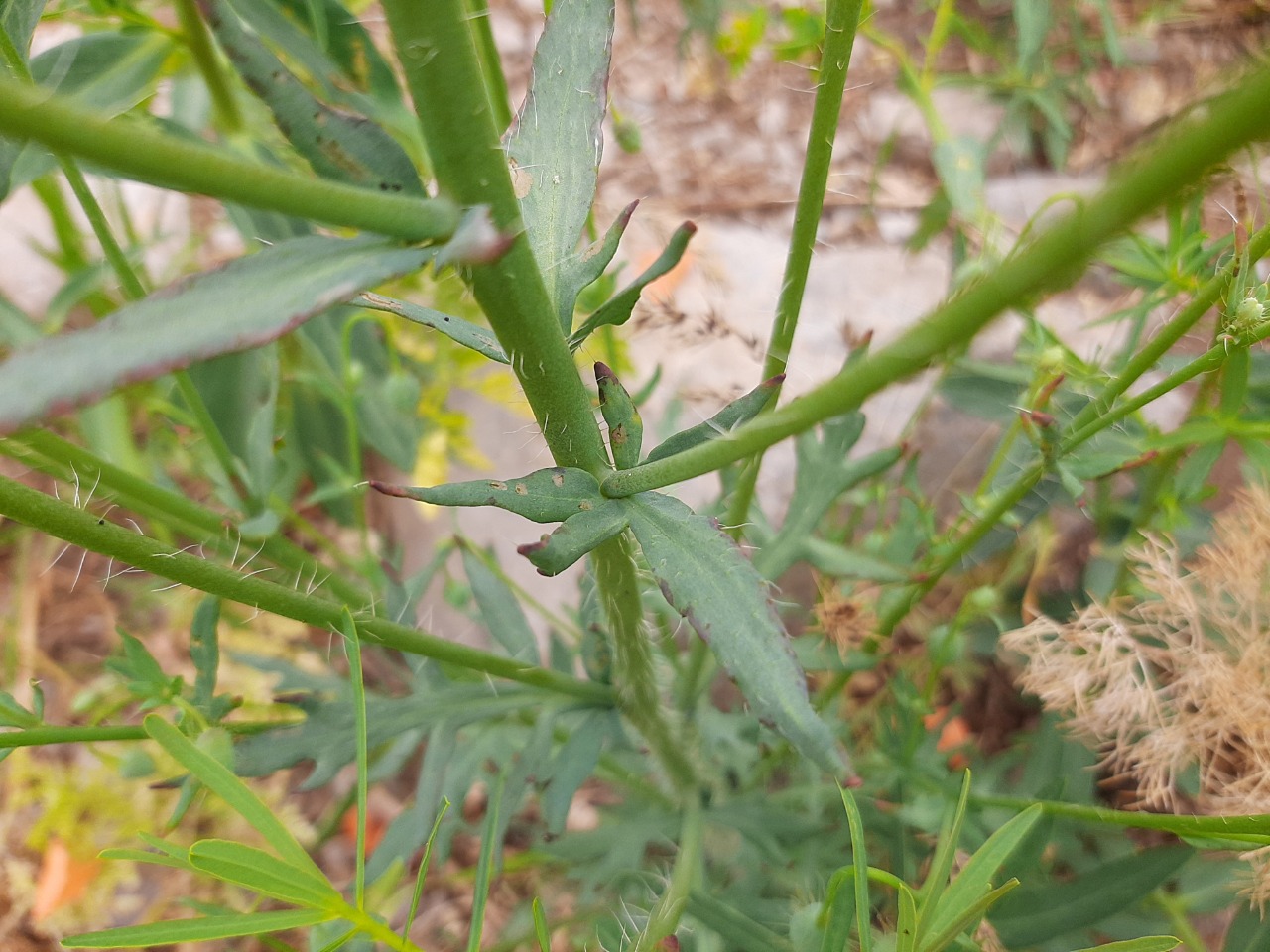 Papaver fugax var. fugax