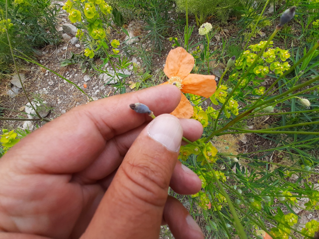 Papaver fugax var. fugax