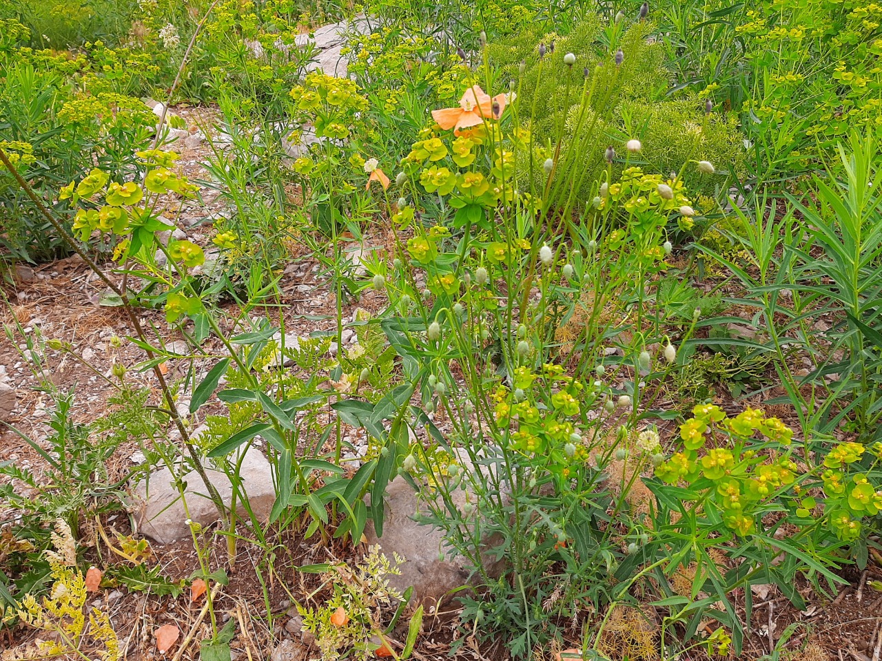 Papaver fugax var. fugax