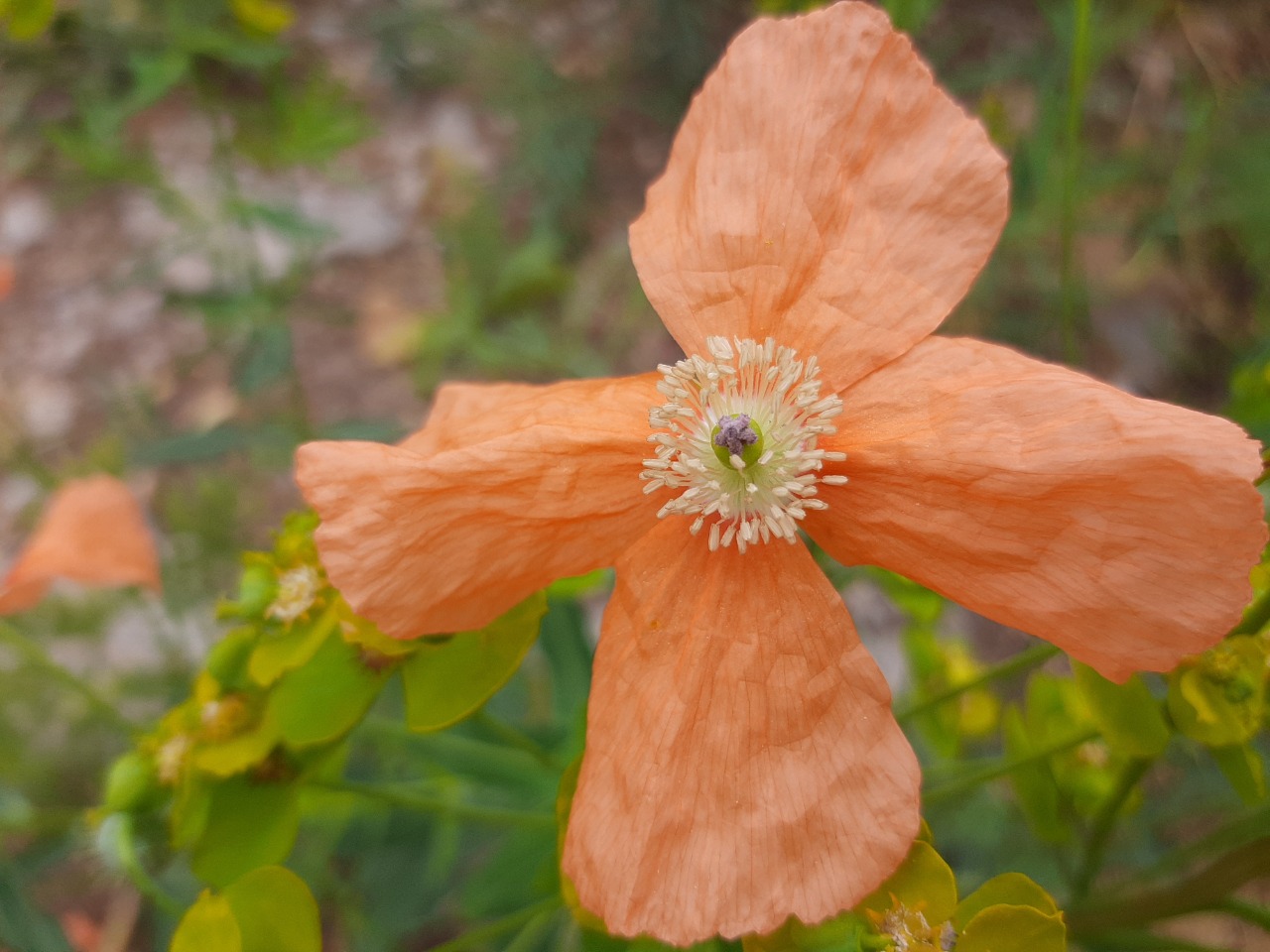 Papaver fugax var. fugax