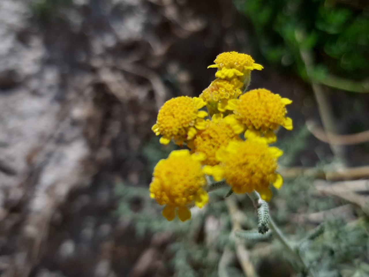 Achillea vermicularis